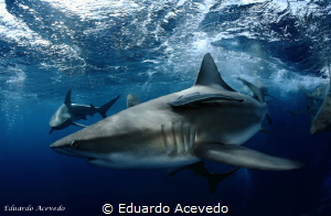 Aliwall Shoal, South Africa. by Eduardo Acevedo 